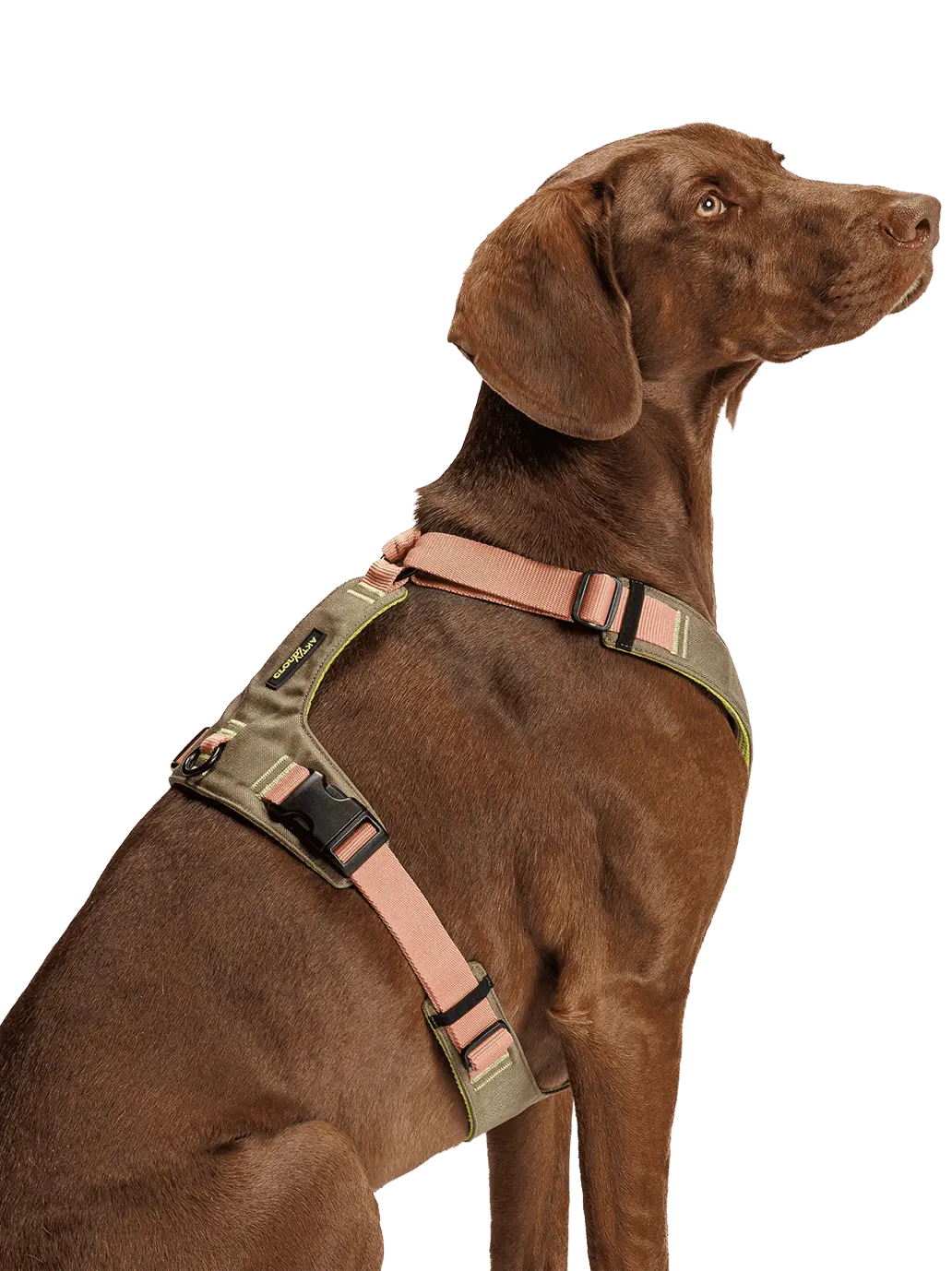 Szelki dla psa Y-2 Harness Aktiv Cloud7 BEBE Concept 