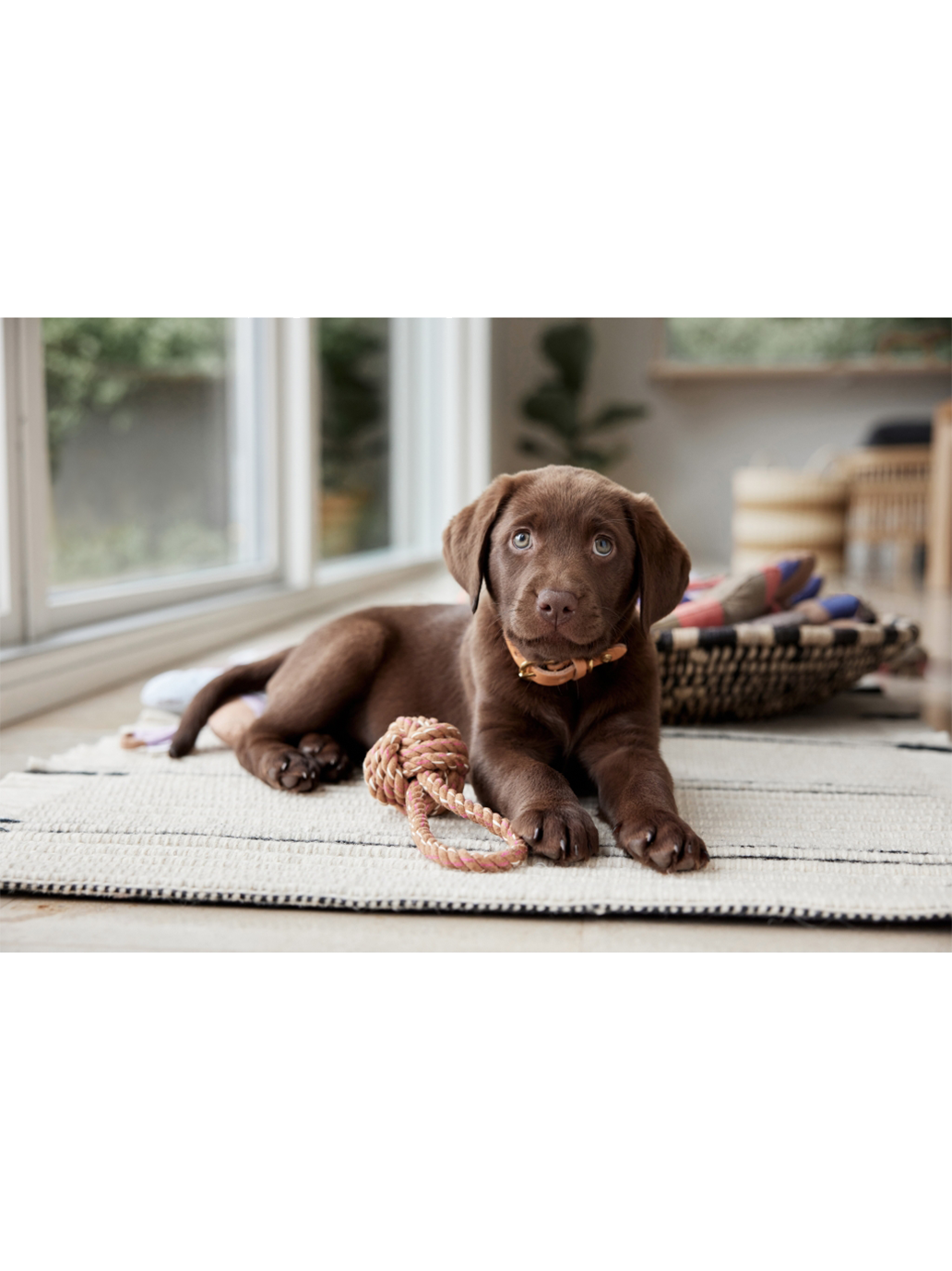 Skórzana obroża dla psa Robin Dog Collar OYOY BEBE Concept 