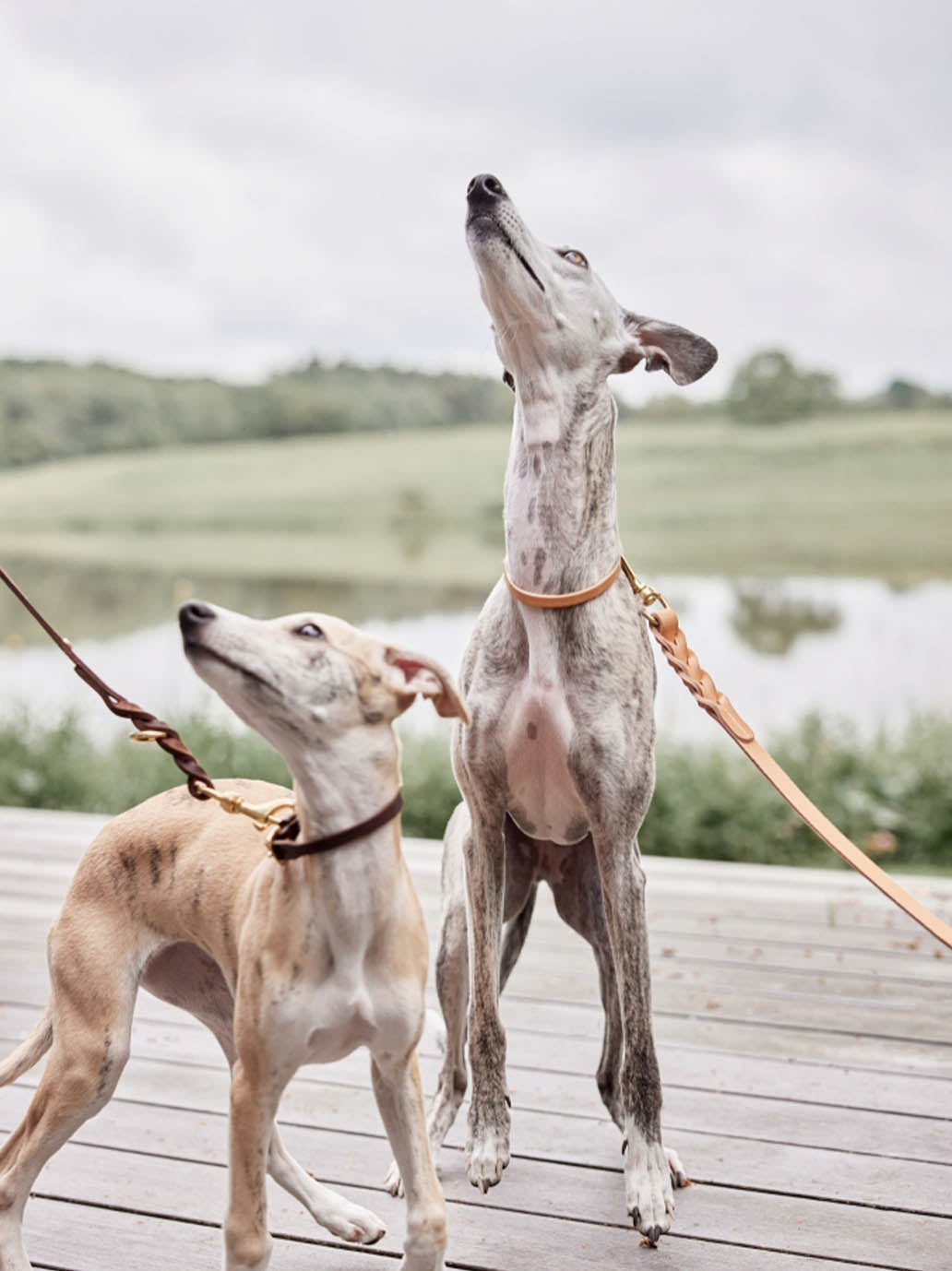 Skórzana obroża dla psa Robin Dog Collar OYOY BEBE Concept 
