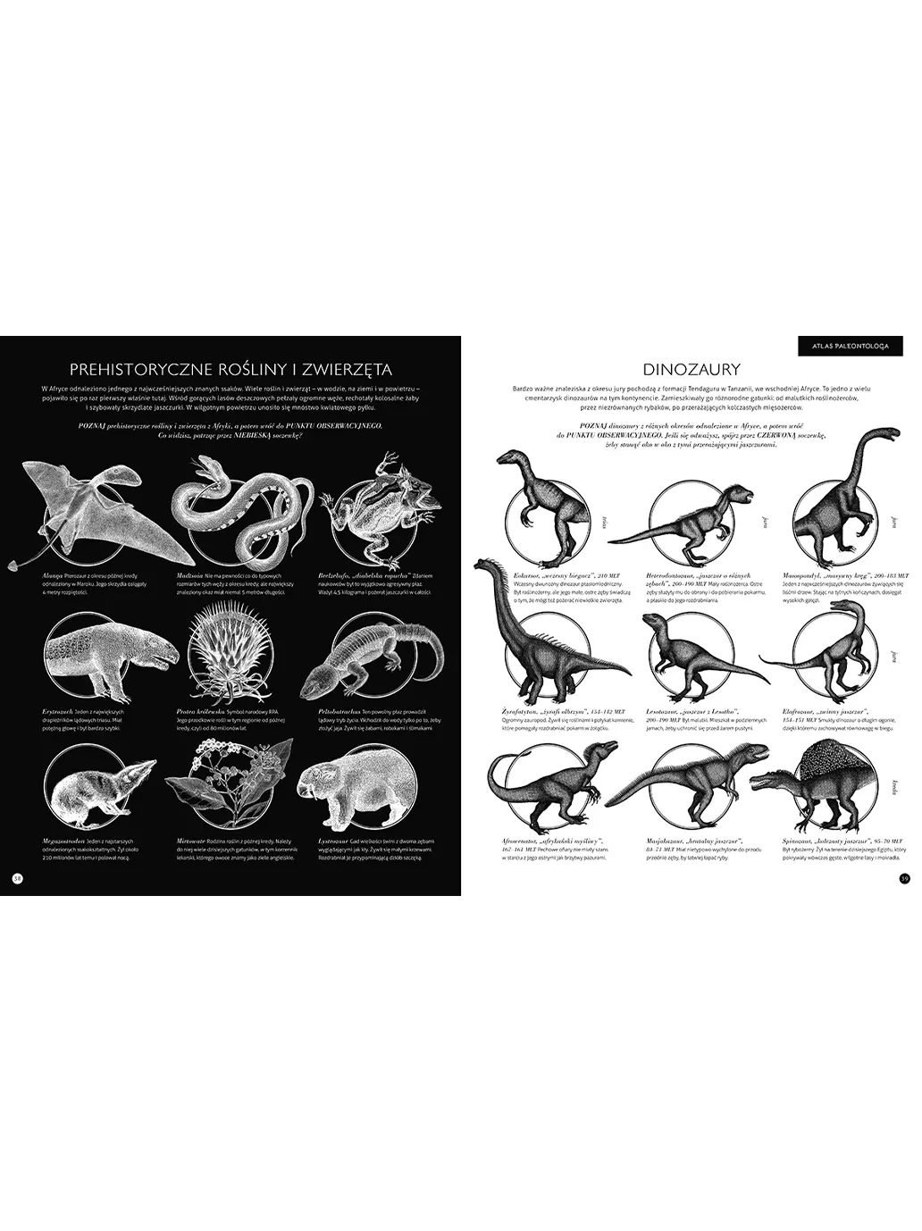 Gabinet dinozaurów Wydawnictwo Dwie Siostry BEBE Concept 