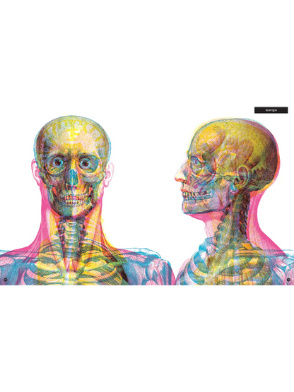 Gabinet anatomii Wydawnictwo Dwie Siostry BEBE Concept 