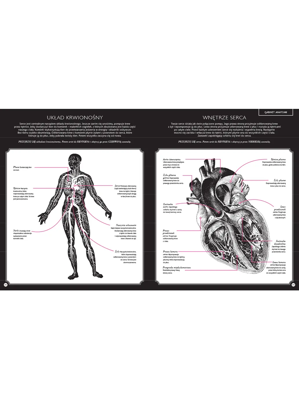 Gabinet anatomii Wydawnictwo Dwie Siostry BEBE Concept 