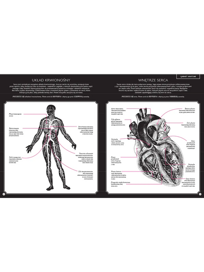 Gabinet anatomii Wydawnictwo Dwie Siostry BEBE Concept 