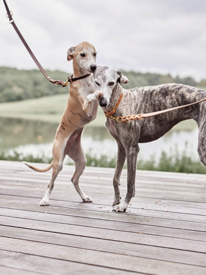 Skórzana obroża dla psa Robin Dog Collar OYOY BEBE Concept 